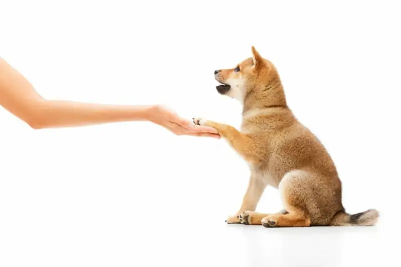 Does Shibas groom themselves
