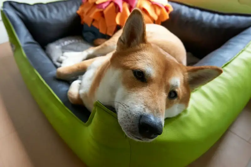 Does Shibas need to be groomed