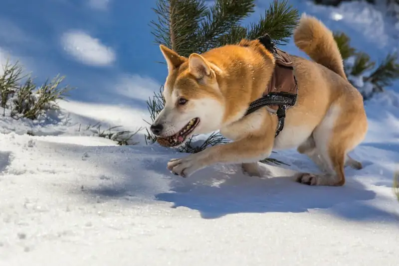 How Cold Is Too Cold For Shiba Inu