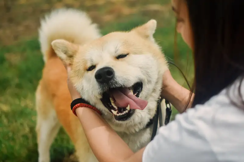 How Do You Know If Your Akita Loves You