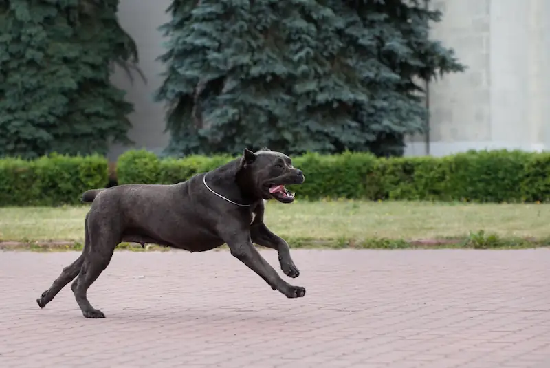 How Fast Can A Cane Corso Dog Run