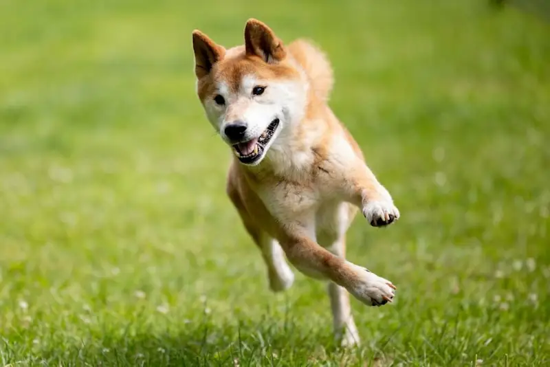 How Fast Can Shiba Inus Run