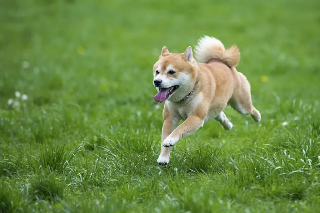 How Fast and Far Can Shiba Inus Run