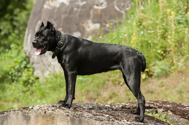 How Long Can A Cane Corso Be Left Alone