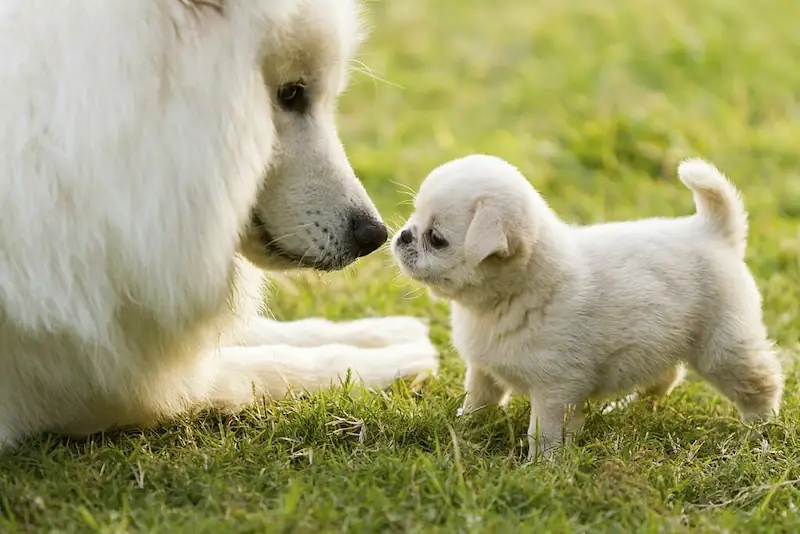 How Much Are Miniature Samoyed Puppies