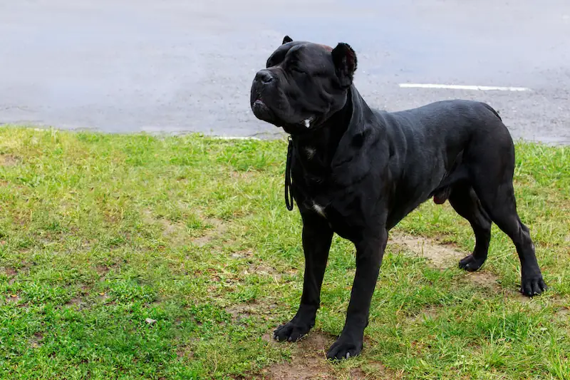 How do you keep a Cane Corso from smelling