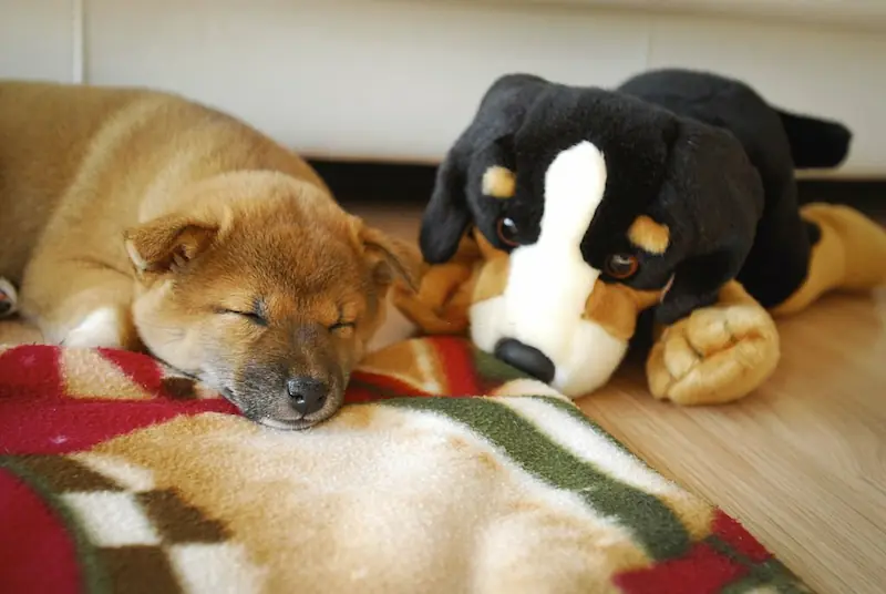 How much do Shiba Inu puppies sleep