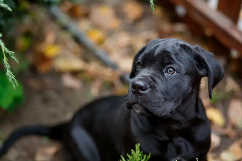 How much is a Cane Corso puppy