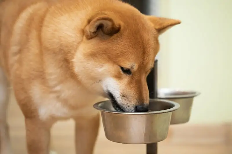 How much should Shiba Inu eat