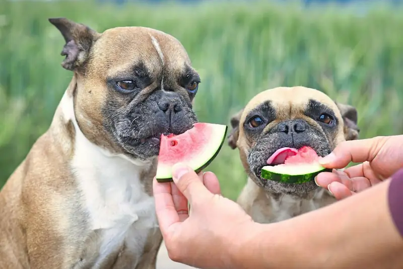 How to Feed Your Dog Watermelon