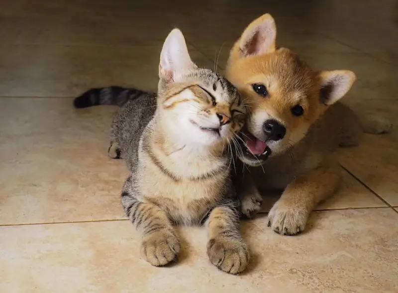 How to introduce a shiba inu to a cat