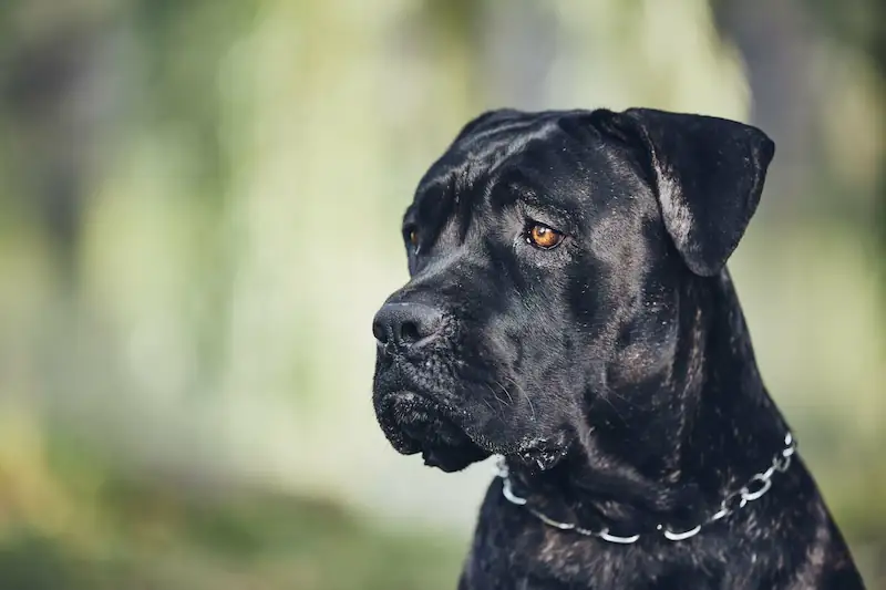 How to keep a cane Corso cool