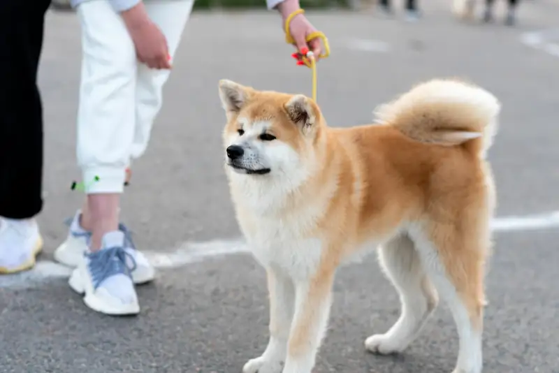 How to prevent Akita from running away