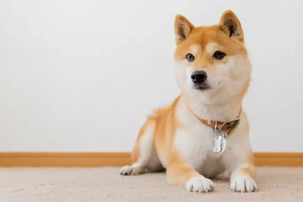 What Can & Can't Shiba Inu Eat