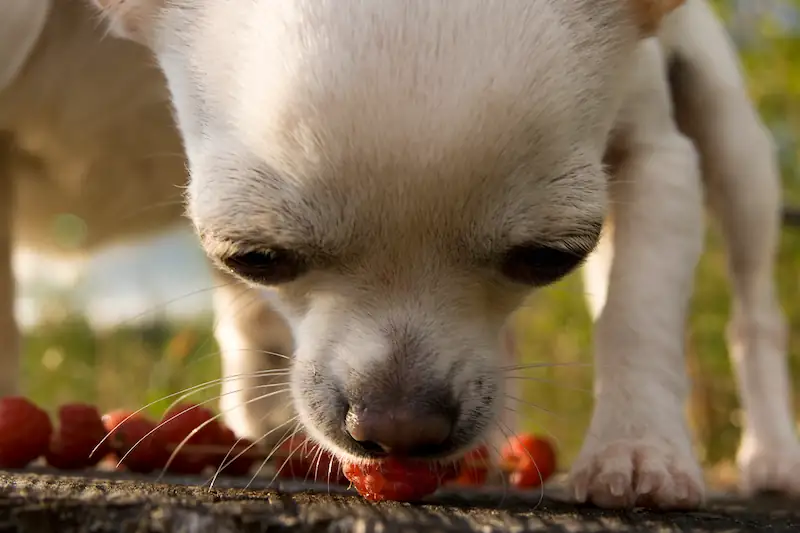 Interesting Facts About Dogs and Raspberries