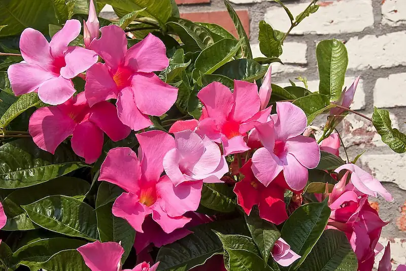 Are Mandevilla or Dipladenia flowers poisonous to pets