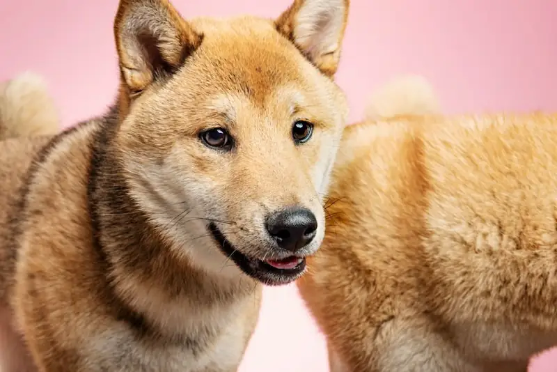 Is a Shiba Inu good for first-time dog owners