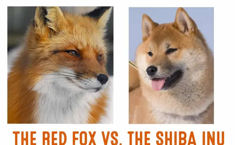 The Differences Of Shiba Inu And The Red Fox 