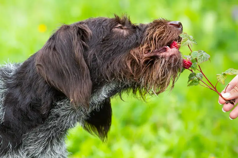 What Are The Dangers of Feeding My Dog Raspberries