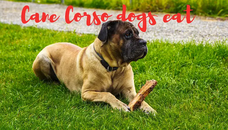 What can Cane Corso dogs eat