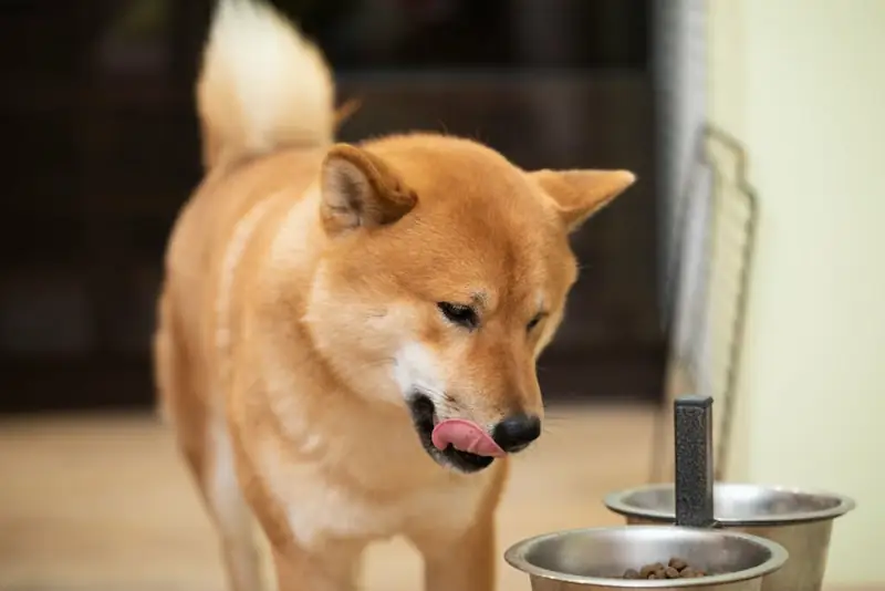 What can Shiba Inu dogs eat
