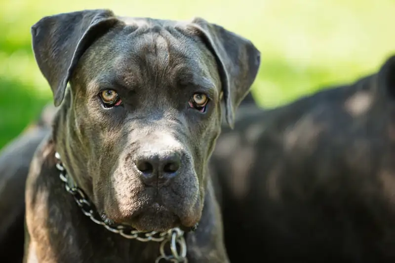 What color eyes does Cane Corso have