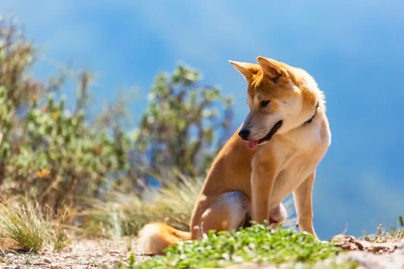 What does it mean when a Shiba Inus tail is down