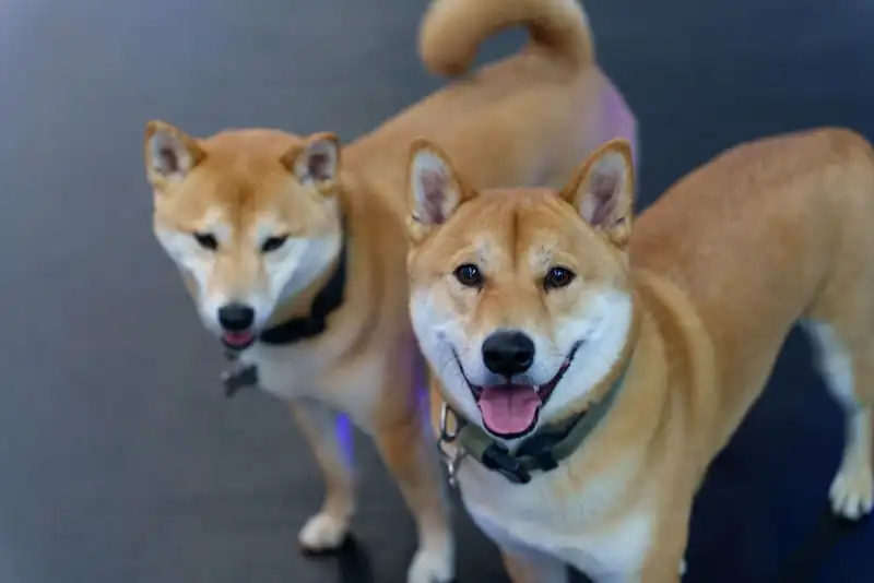 What dogs do Shiba Inus get along with