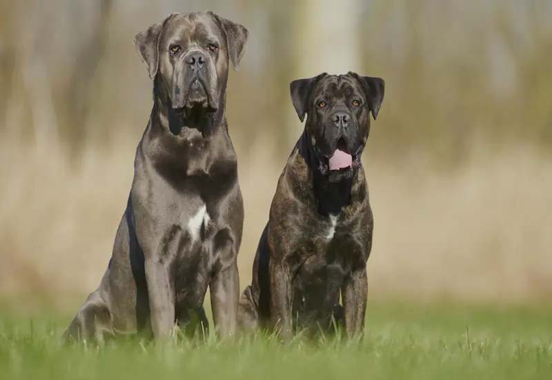 What human food cannot Cane Corso eat