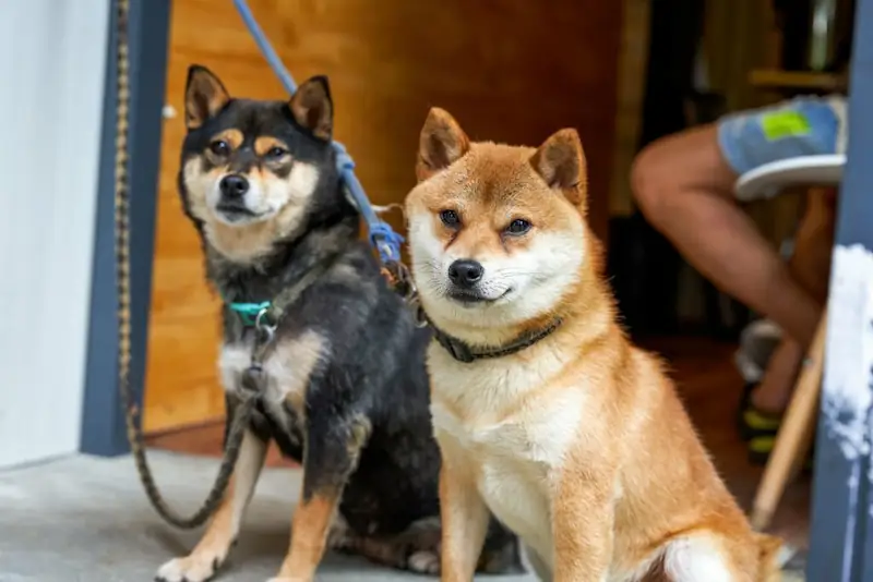 What kind of breed is Shiba Inu