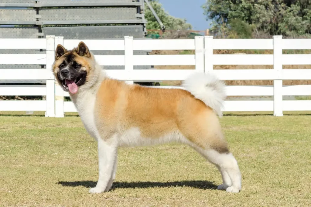 When Do Akitas Tails Curl