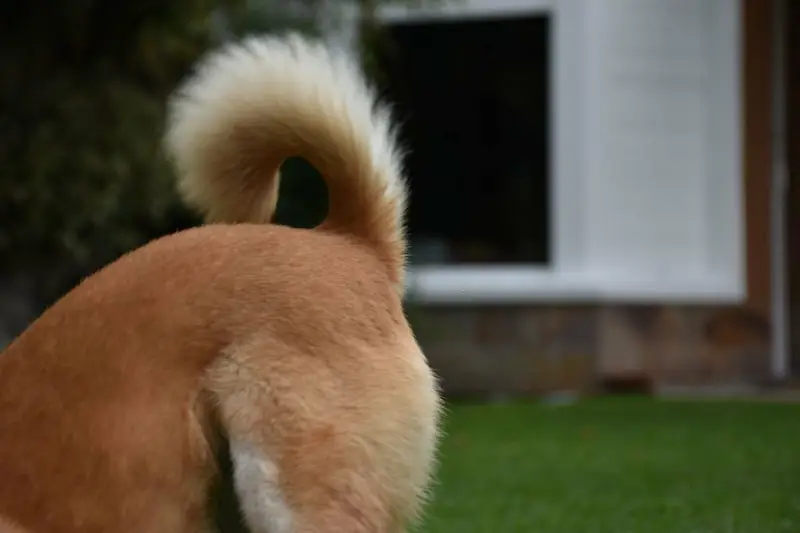 Why do Shiba Inus have curly tails