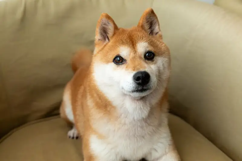 Why does my Shiba Inu stare at me