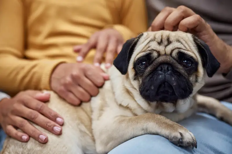Why Pugs Are the Worst Breed and Why Do Veterinarians Never