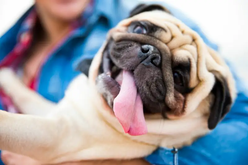 Why Pugs Are the Worst Breed and Why One Should Not Buy This Breed