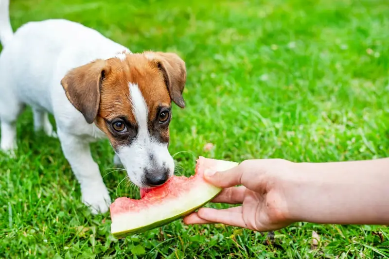Why Watermelon is Good for Your Dog