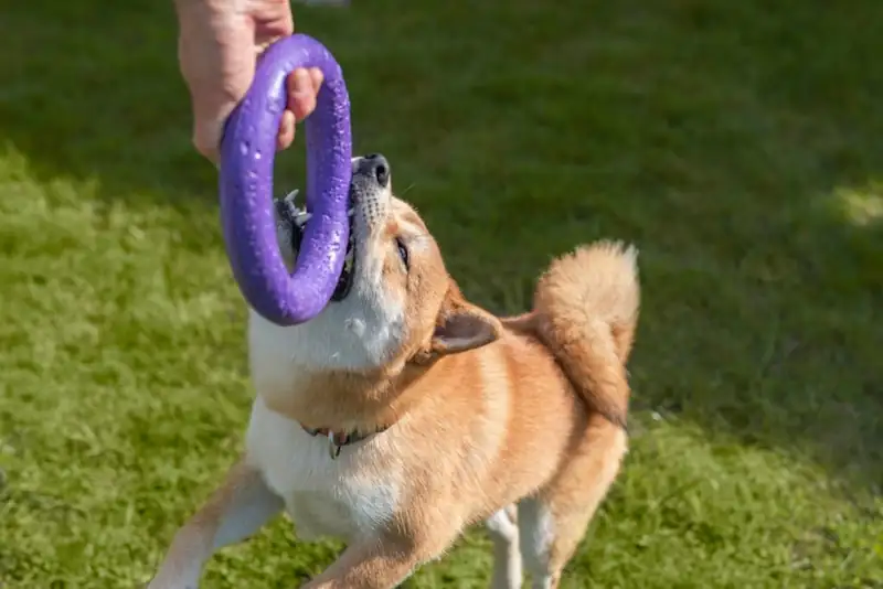 Why are Shibas so hard to train