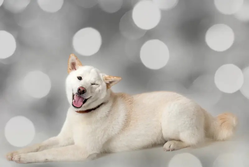 Why do Akita dogs howl