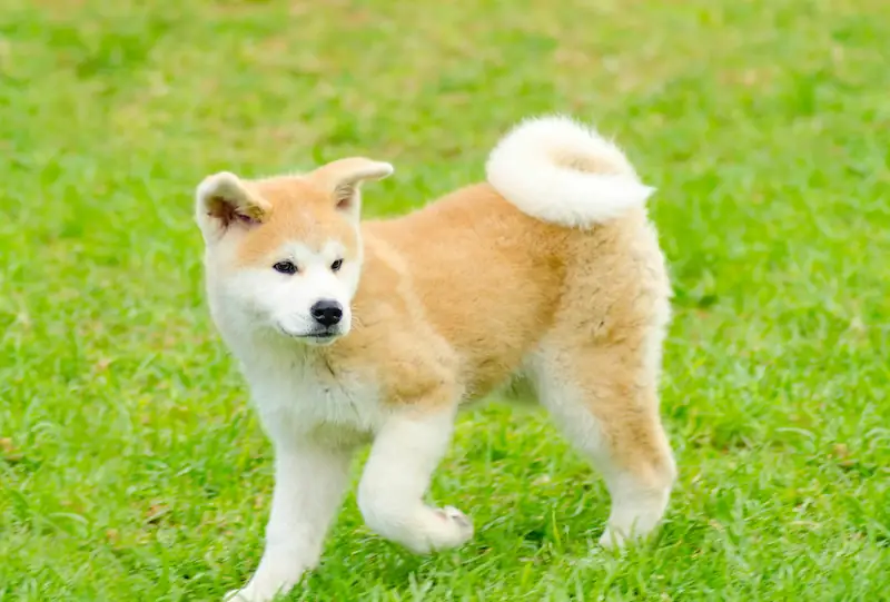 Why do Akitas have curly tails