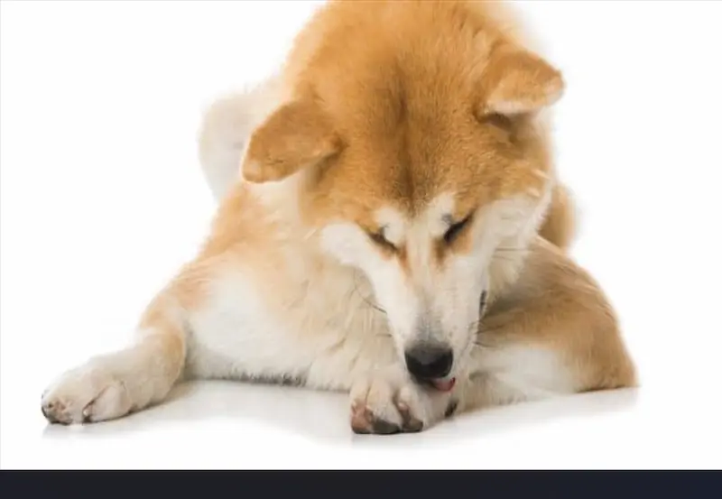 Why do Shiba Inus lick their paws
