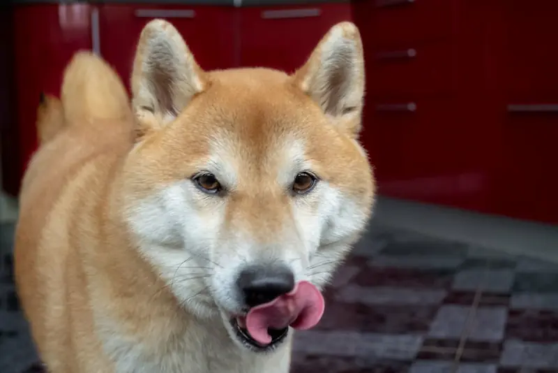 Why does my Shiba Inu lick so much