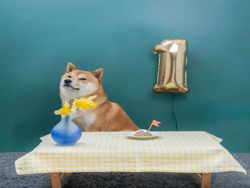 Why does my Shiba Inu stare at me when he eats