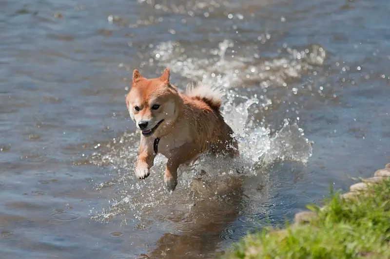Why don’t Shiba Inus like water