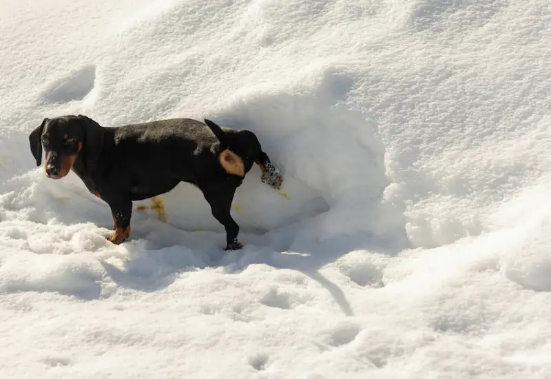 can dachshunds hold their pee