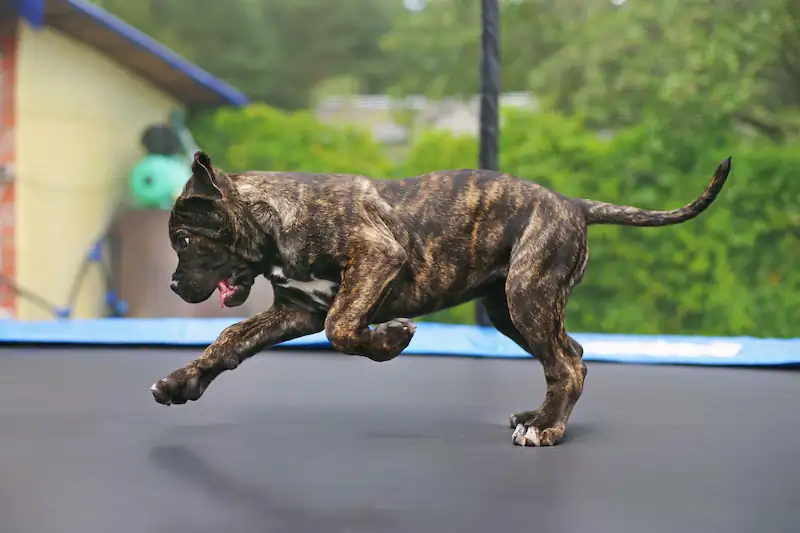 cane corso puppy jump down