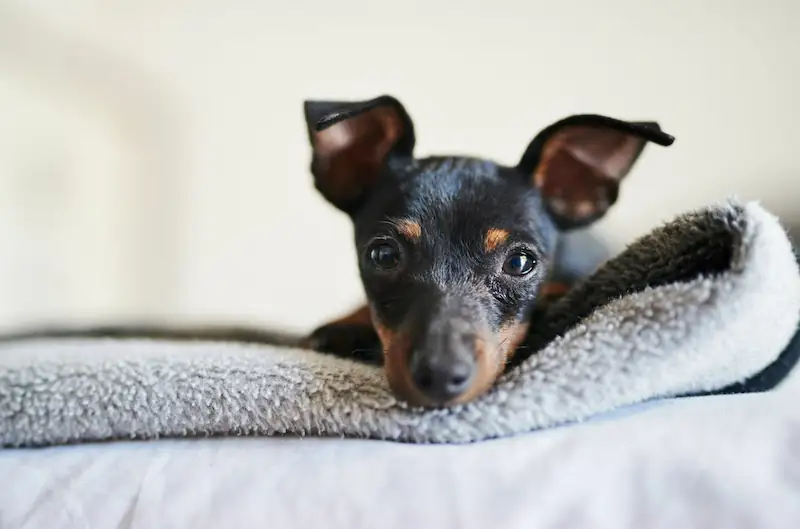 How do dachshunds breathe under blankets