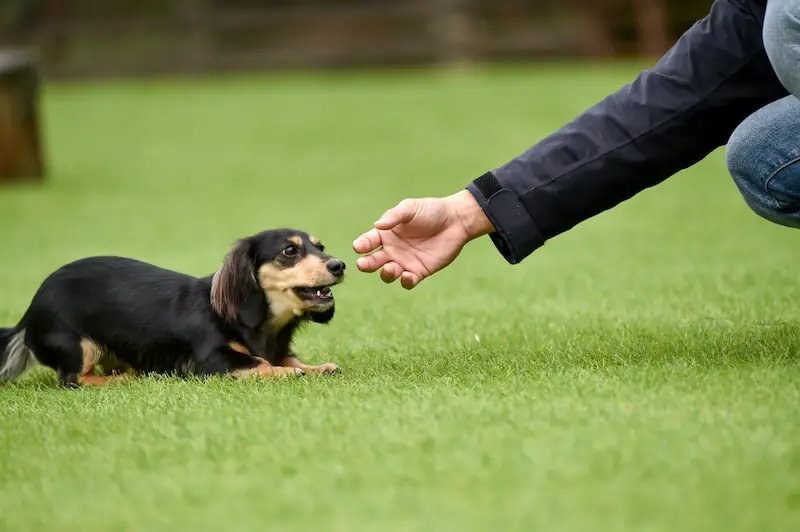 10 ways to know your dachshund loves you