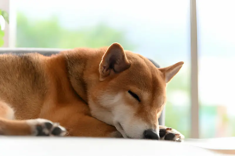 A few reasons why your Akita is sleeping so much
