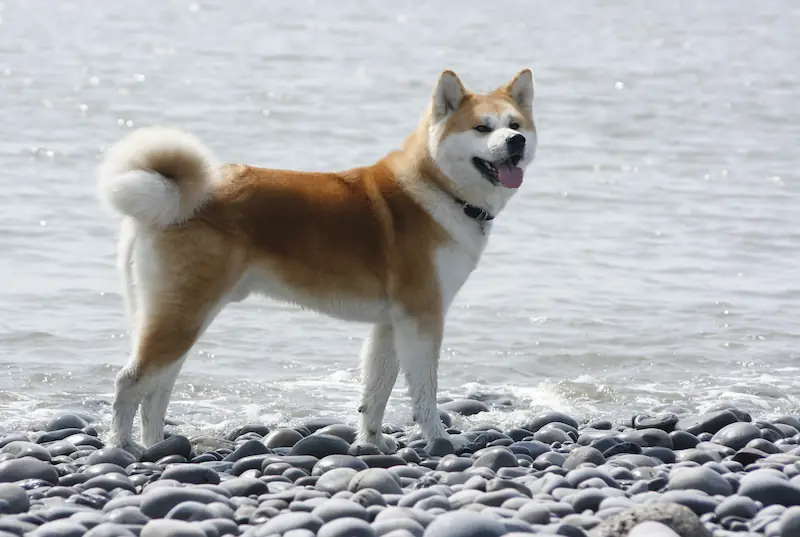 Physical features of Akitas