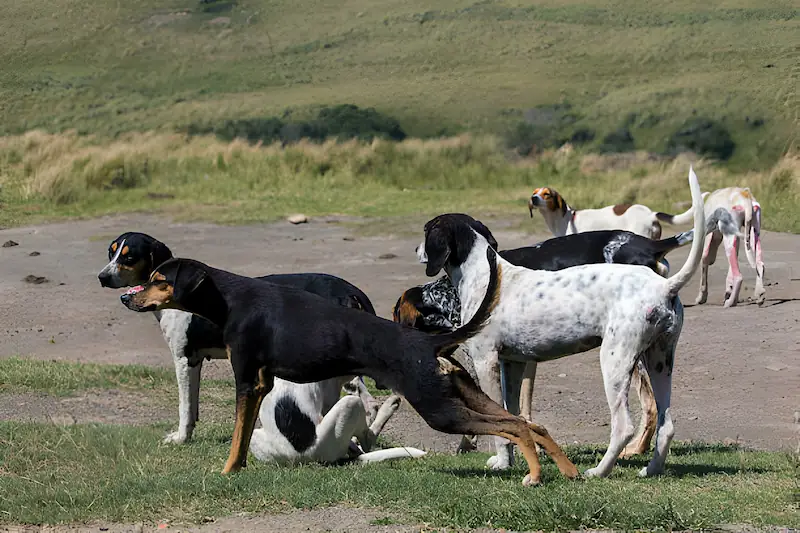 Are catahoulas good herding or cattle dogs
